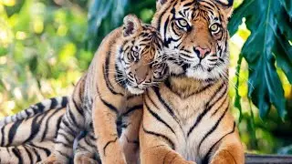 Global tiger day | tiger protection | current affairs | census | 29 july |