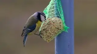 Autumn Bird Feeding 2