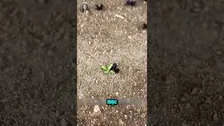 Laser Precision Weed Control Technology!