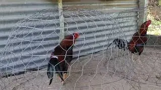 10/1 asil boby tơ 6 tháng rửi ae xem vui 077,6946,584 hoặc zelo #trại gà thái mỹ ct #chicken