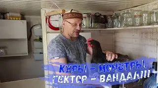 Куры - монстры, Гектор - вандал!!! (апрель 2025 г.)