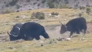 Wild Yak Fight in the Himalayas | Brutal Battle for Dominance