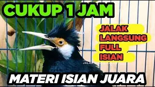 Burung Jalak Suren Jantan Gacor Memanggil Betina Full Isian Tembakan Mewah