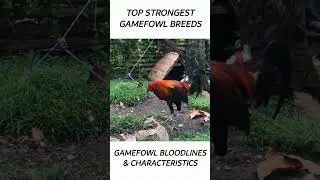 Top Gamefowl of the year 2024 #short #gamefowl #rooster