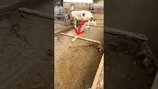 Sliding Machine For Cow Dung  #facts