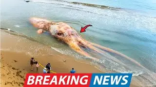 Chile Coast Sealed Off After Locals Found Sea Creature So Massive It Could Be a Monster From Ice Age