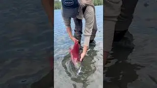 Beautiful red salmon in the Kenai River #sockeye #salmon #fishing #alaska