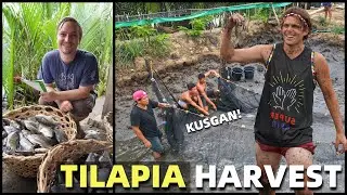LOCAL FILIPINO TILAPIA HARVEST - Philippines Fish Pond Business (Davao, Mindanao)