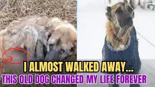 Abandoned, Starving, Dying&hellip; Then I Made One Decision #animalrescue #rescuedog #dogrescue #dog