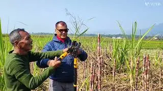 उखुखेती एक प्रबिधि अनेक रौतहटमा कृषि प्राबिधिक सग उखु किसान श्याम राई  
