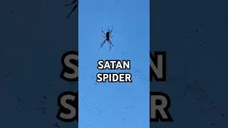GIANT SPIDERS