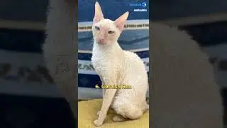 spetacolo