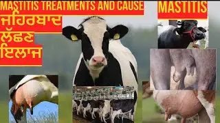 Mastitis /cause/preventions/Treatment Veterinary Expert Dr.Basra#animals#mastitis #treatment