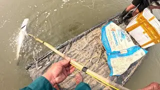 Thu Hoạch Đầm Anh Hoành  Part1 || Thu Hoạch Thủy Hải Sản || Kích Cá Nước Mặn