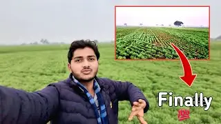 बर्बाद हुयी फसल को कैसे ठीक किया ❓️❓️- lentil Farming In India | Finally Loss In Recover😊