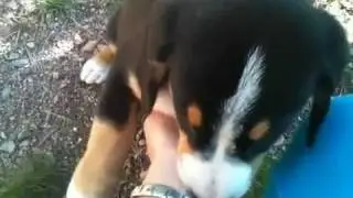 Entlebucher cattle dog puppies