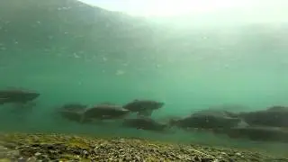 Нерка на Курильском озере | Wild sockeye salmon in Kuril lake