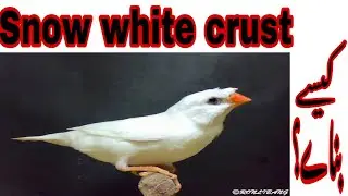 Snow white crust kaisy banaye | how to make snow white crust finch | breeding progess