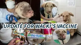 PART II | WACKI'S 6N1 VACCINE UPDATE | SHOPPING VITAMINS & TREATS FOR THEM | Msdinatje Yu | #2023