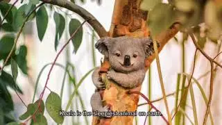 The longest sleeping Animal in the world