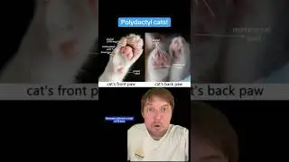 Полидактильные кошки!