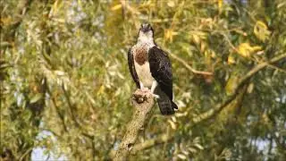 Vroege Vogels - Etende visarend
