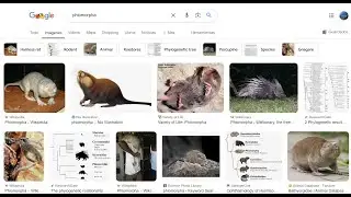 Phiomorpha - a parvorder of rodentia
