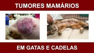 Tumores de Mama | Neoplasia Mamária | Cadelas e Gatas