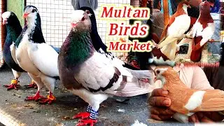 Pigeon Market Update Multan || latest update February 2021 || Hindi &urdu || Birds & animals Loft