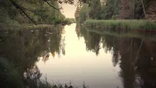 Rest with me in the peaceful forest - sleep and meditation - 1 hour of relaxing ambient music