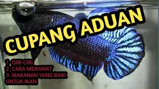 CIRI-CIRI IKAN CUPANG ADUAN, CARA MERAWAT IKAN CUPANG ADUAN DAN MAKANAN IKAN CUPANG ADUAN