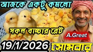 আজকে মুরগির বাচ্চার দাম কত? ১৯ জানুয়ারি ২০২৬ | Poultry Market Live | বাংলাদেশ