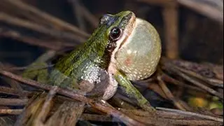 Boreal chorus frogs calling their little hearts out.