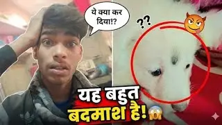 My New Puppy is Very Naughty! 🐶 | Desi Lifestyle Vlog