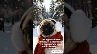 PUG Bella: 