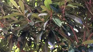 Why You Should Plant A Loquot In Zone 7
