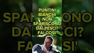 🚑🐟 Puntini Bianchi: Come Riconoscere e Curare l&rsquo;Ictio
