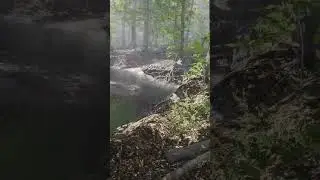 Short: Forest Environment - Dynamic Nature