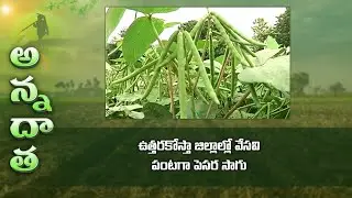 Summer green gram in March @North coastal A.P | ETV