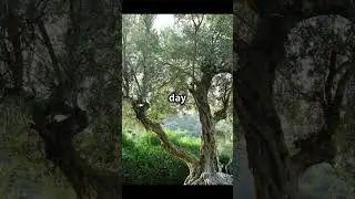 Trees That Can Live for Thousands of Years! 🌳⏳ Discover nature&rsquo;s giants! #Trees #Nature #Longevity