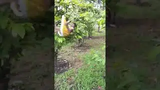 mun so cute #monkey #anime #cute #funny #monkeys #music #nature #song