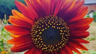 Create FREE Plant Labels - Easy and will save you &pound;&pound; each year,
