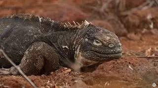 Silver Sea Galapagos Cruise