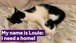 Adopt Louie | Cats | Mayhew