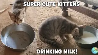 Stray Kitten&rsquo;s First Milk After Losing Mom 😭🐾