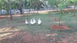 Dasi duck