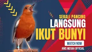 LANGSUNG NYAUT 10000 % ‼️ ANIS MERAH MACET BUNYI JIKA DENGAR SUARA INI PASTI NYAUT LANJUT GACOR | 64