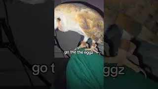 День 19 попыток стать самой популярной совой на YouTube 💖🦉#материнство #любительптиц #радость