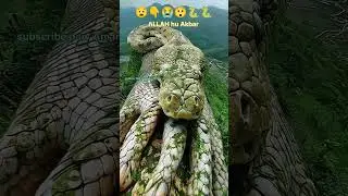 eafagane Wi G@aevu 4 f - i flive #song #reli+ gn F #lab a gr #cute,😠😭😯👆 🐍🕋  Allah#slowednaag