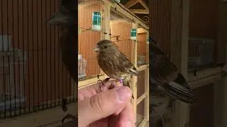 A close look at a Twite